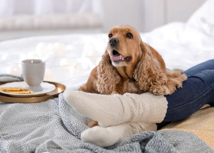 Ruskea koira makaa sängyllä